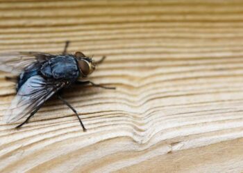Esqueça as moscas: 3 truques caseiros para manter sua cozinha livre de insetos