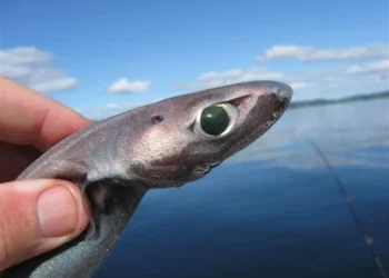 Nova espécie de tubarão descoberta a 600 metros de profundidade tem olhos gigantes e brilha no escuro