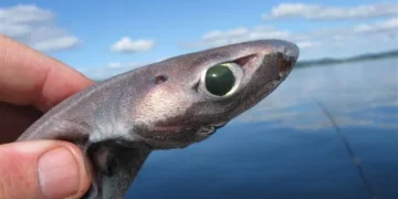 Nova espécie de tubarão descoberta a 600 metros de profundidade tem olhos gigantes e brilha no escuro