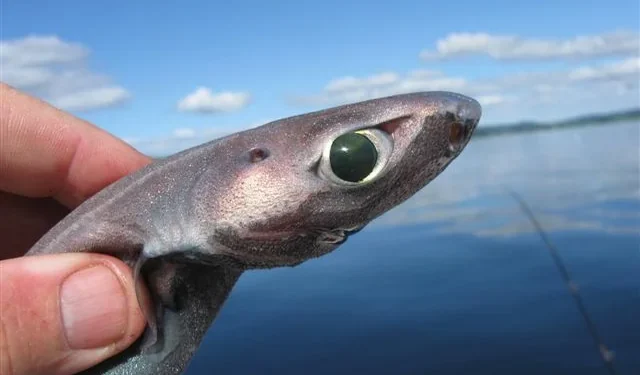 Nova espécie de tubarão descoberta a 600 metros de profundidade tem olhos gigantes e brilha no escuro