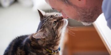 A ciência acaba de provar: seu gato tenta conversar com você há anos