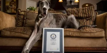 Cachorro mais alto da história ganhou nome de deus grego e entrou para o livro dos recordes