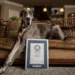Cachorro mais alto da história ganhou nome de deus grego e entrou para o livro dos recordes