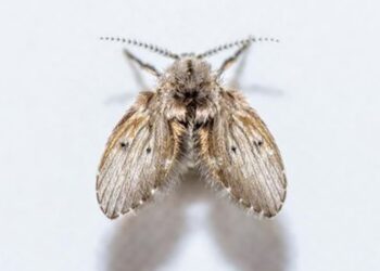 O que significa ter a "mosca dos ralos" por todo o seu banheiro, segundo especialistas