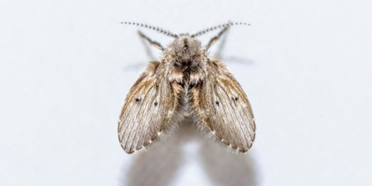 O que significa ter a "mosca dos ralos" por todo o seu banheiro, segundo especialistas