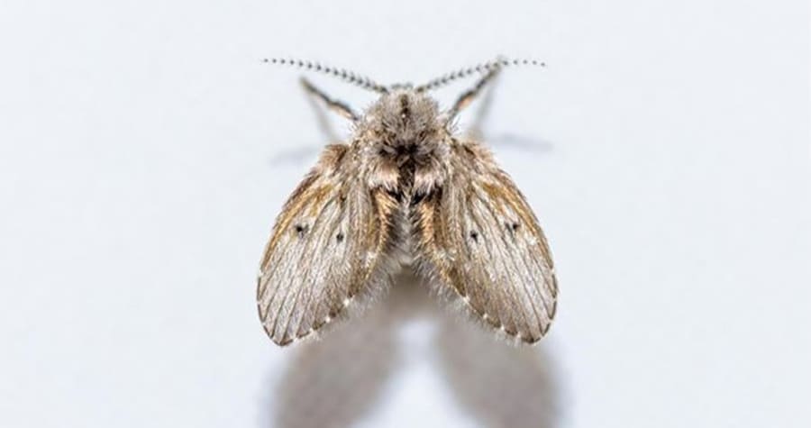 O que significa ter a “mosca dos ralos” por todo o seu banheiro, segundo especialistas