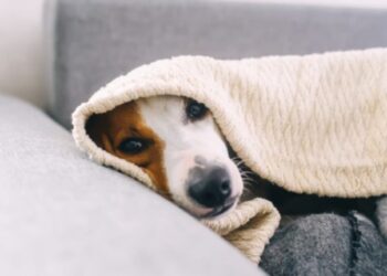 Como saber se o seu cachorro realmente está sentindo frio?