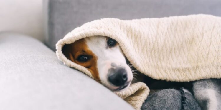 Como saber se o seu cachorro realmente está sentindo frio?