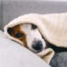Como saber se o seu cachorro realmente está sentindo frio?
