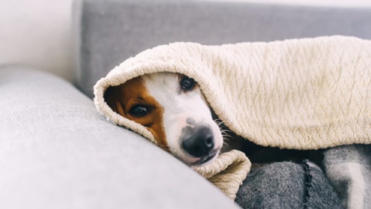 Como saber se o seu cachorro realmente está sentindo frio?