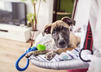 Nova lei prevê multa de até R$ 10 mil para quem deixar o pet sozinho em casa