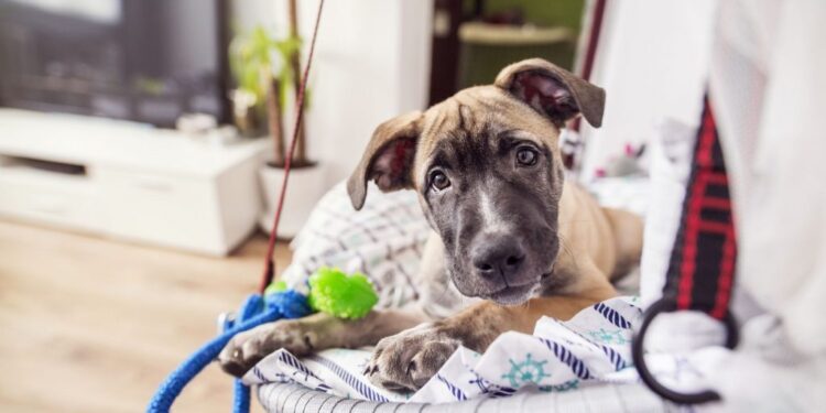 Nova lei prevê multa de até R$ 10 mil para quem deixar o pet sozinho em casa