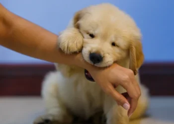 O que significa quando seu cachorro morde as visitas, segundo especialistas em comportamento canino