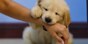 O que significa quando seu cachorro morde as visitas, segundo especialistas em comportamento canino