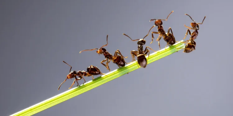 O que significa ter formigas por toda a sua casa, segundo especialistas