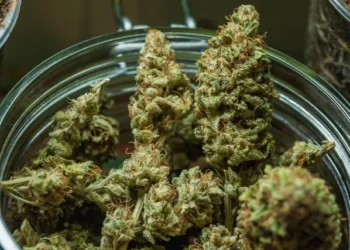 Liberação da maconha foi aprovada no Brasil inteiro