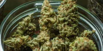 Liberação da maconha foi aprovada no Brasil inteiro