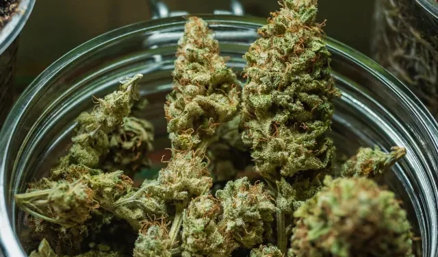 Liberação da maconha foi aprovada no Brasil inteiro