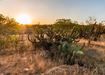 Especialistas alertam: Nordeste brasileiro pode "acabar" e virar um grande deserto