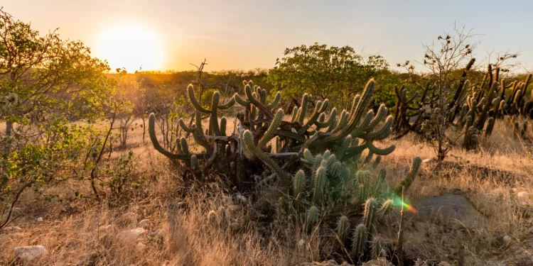 Especialistas alertam: Nordeste brasileiro pode "acabar" e virar um grande deserto
