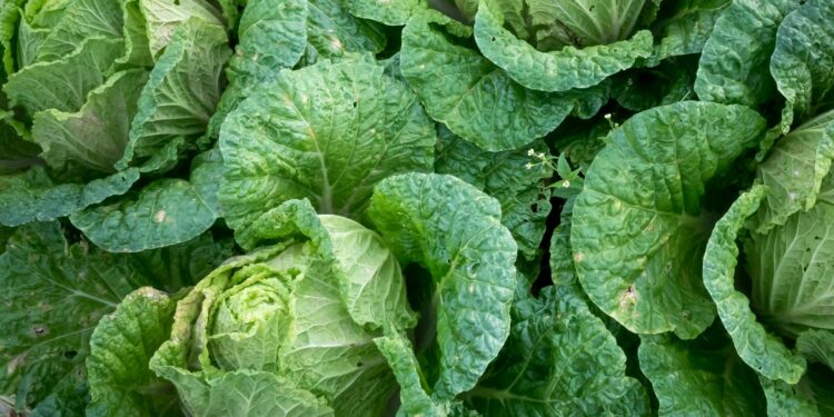 Foto: Quang Nguyen Vinh/Pexels