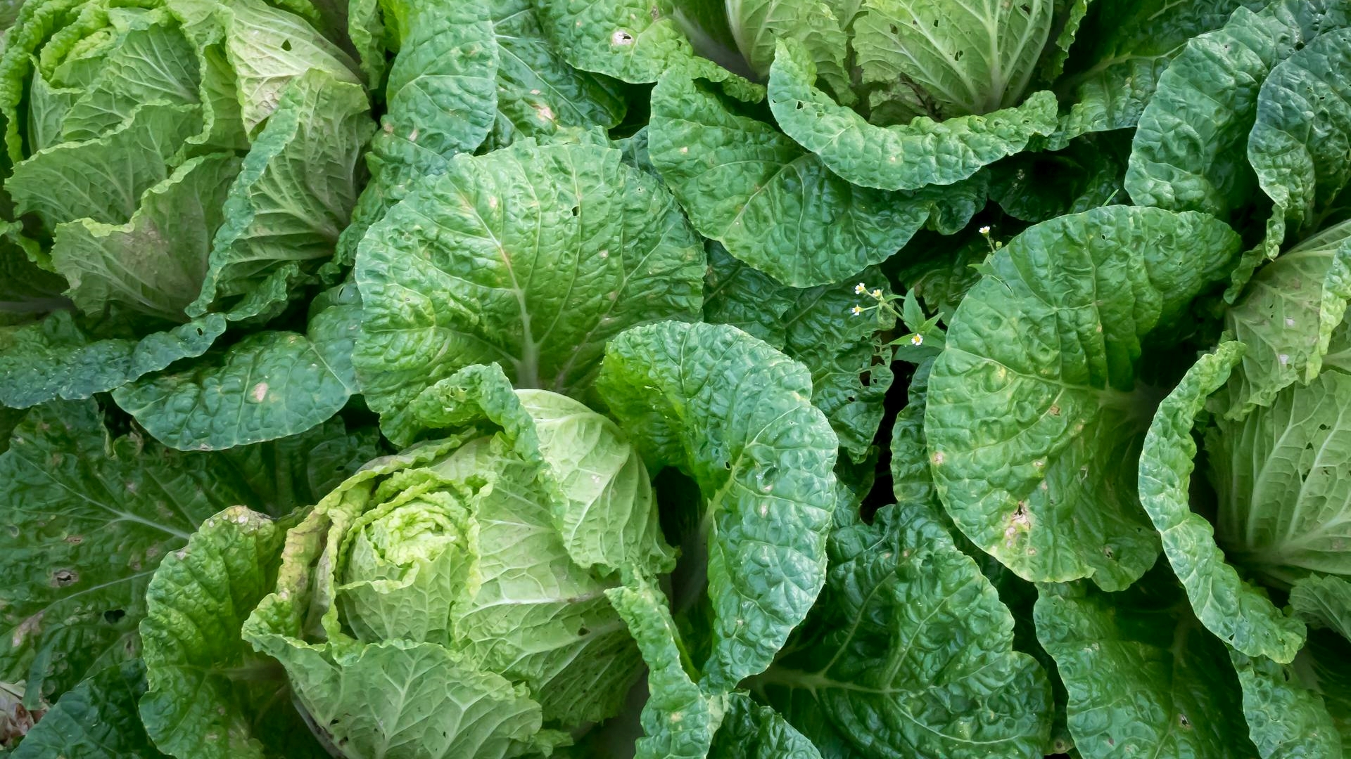 Alimento pouco calórico ajuda a controlar a pressão, diminui o colesterol “ruim” e deveria estar na mesa de todo brasileiro