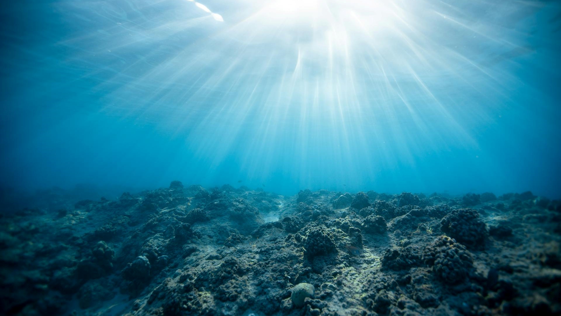 Animal encontrado por cientistas no fundo do mar pode ser a solução no combate ao câncer