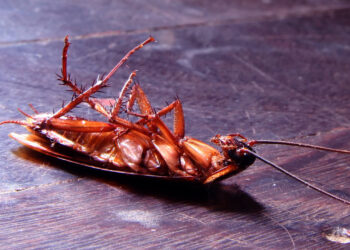 A melhor solução para se livrar das baratas em sua casa é usar esse método de 4 passos