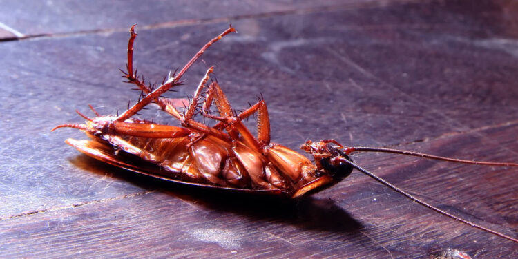 A melhor solução para se livrar das baratas em sua casa é usar esse método de 4 passos