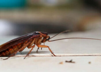 Além de ser nojenta, essa espécie de barata também oferece um sério risco à saúde dos humanos