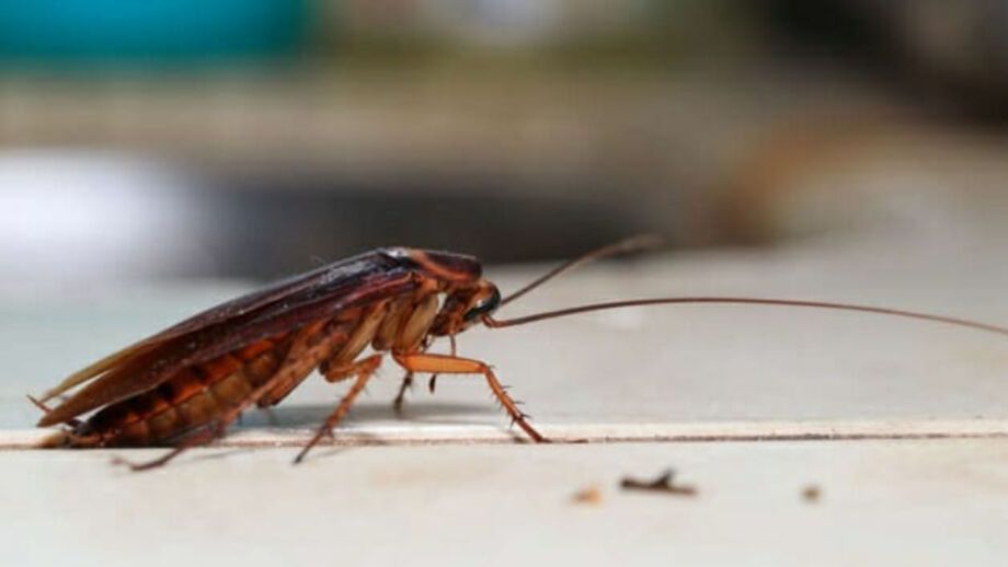 Além de ser nojenta, essa espécie de barata também oferece um sério risco à saúde dos humanos