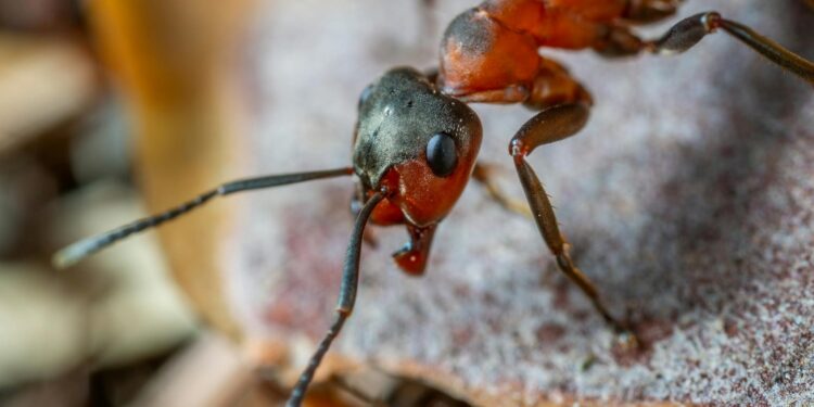 Foto: Egor Kamelev/Pexels