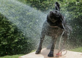 Foto: Elisa Barrantes/Unsplash