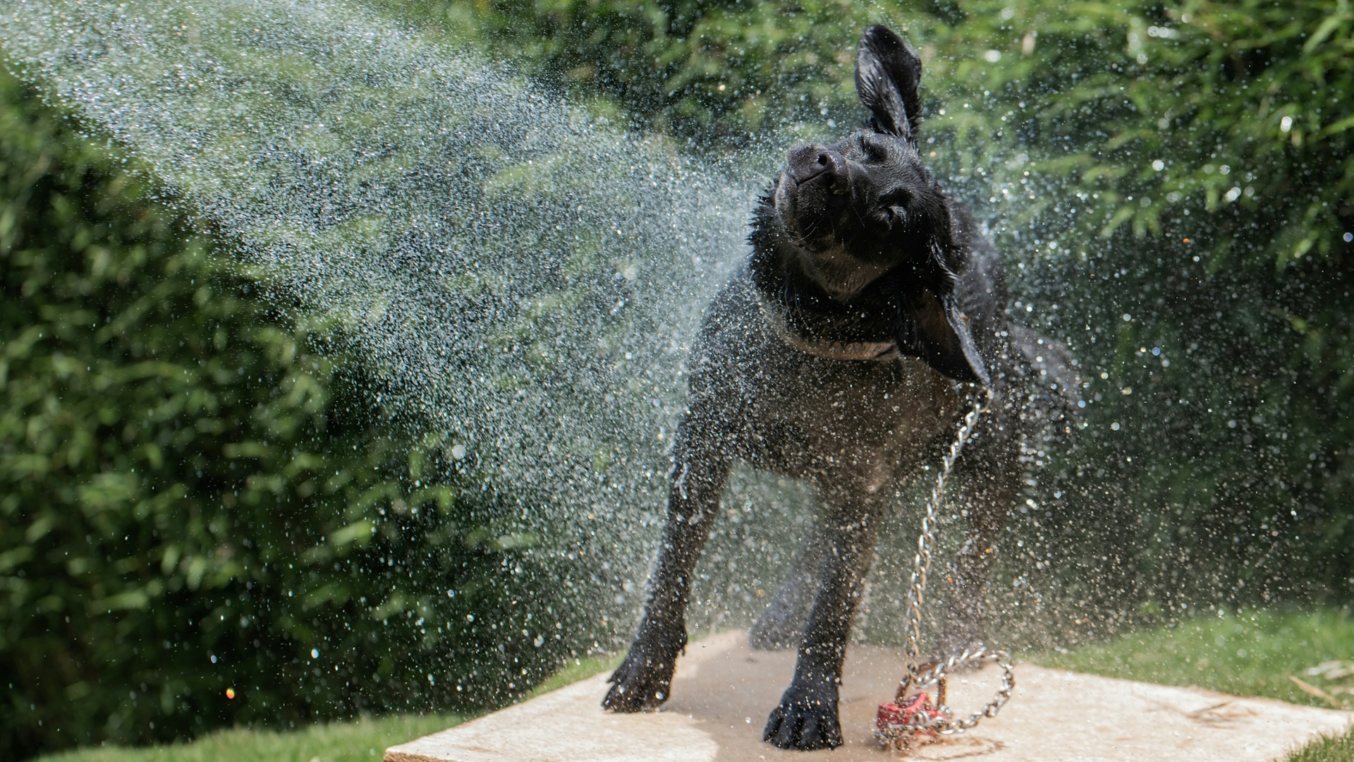 Com que frequência você deve dar banho no seu cachorro no verão, segundo um veterinário