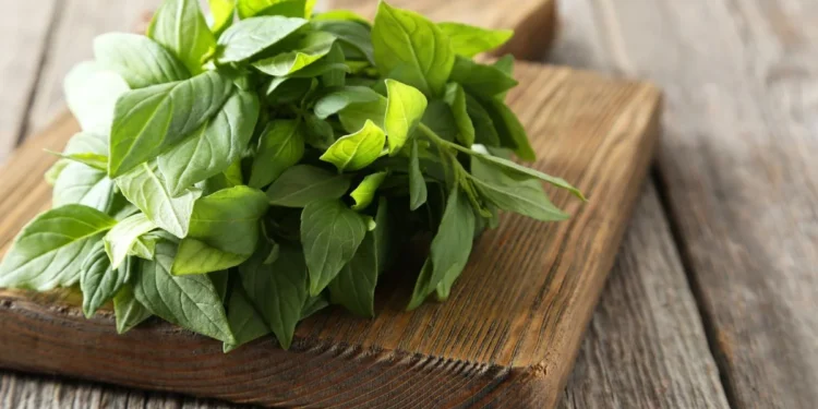 Bater manjericão na água: para que serve e por que recomendam fazer isso