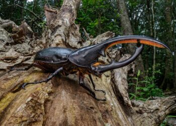 Animal mais forte do planeta tem menos de 30 cm e consegue carregar o equivalente a um caminhão