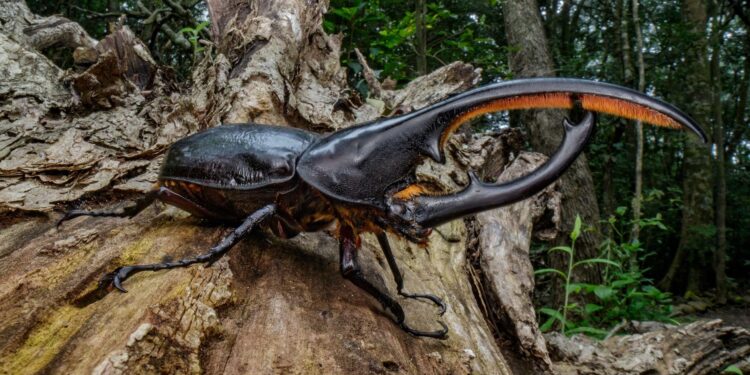 Animal mais forte do planeta tem menos de 30 cm e consegue carregar o equivalente a um caminhão