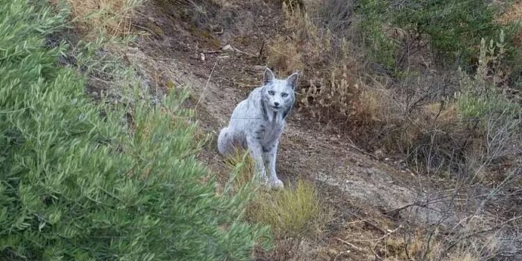 Fotógrafo conseguiu capturar imagem do que moradores dessa região chamam de "O Fantasma Branco"