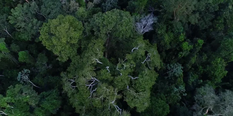 Maior experimento do planeta está acontecendo no meio da Amazônia e pode revelar o futuro da humanidade