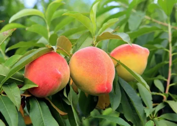 Alimento conhecido como "Fruta dos Deuses" previne o câncer e ajuda no emagrecimento