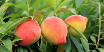 Alimento conhecido como "Fruta dos Deuses" previne o câncer e ajuda no emagrecimento