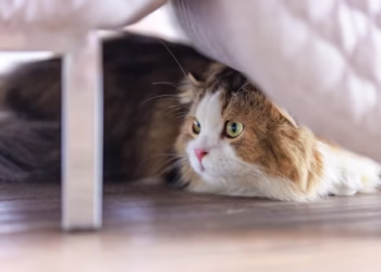 Veja o que você deve fazer se o seu gato se esconde quando chegam visitas, segundo especialistas