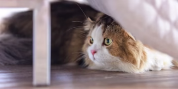 Veja o que você deve fazer se o seu gato se esconde quando chegam visitas, segundo especialistas