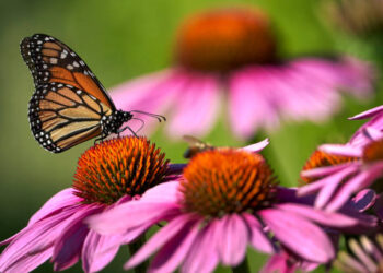 A planta que enche seu jardim de cor e atrai borboletas o ano inteiro