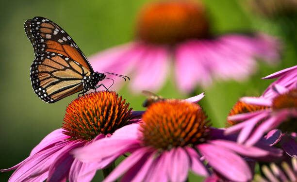 A planta que enche seu jardim de cor e atrai borboletas o ano inteiro