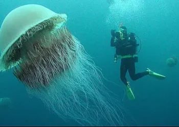 Homem saiu para dar um mergulho e encontrou "monstro" de 37 metros escondido no fundo do mar