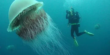 Homem saiu para dar um mergulho e encontrou "monstro" de 37 metros escondido no fundo do mar