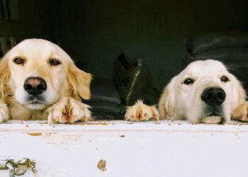 Foto: Sema Selek/Pexels