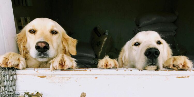 Foto: Sema Selek/Pexels