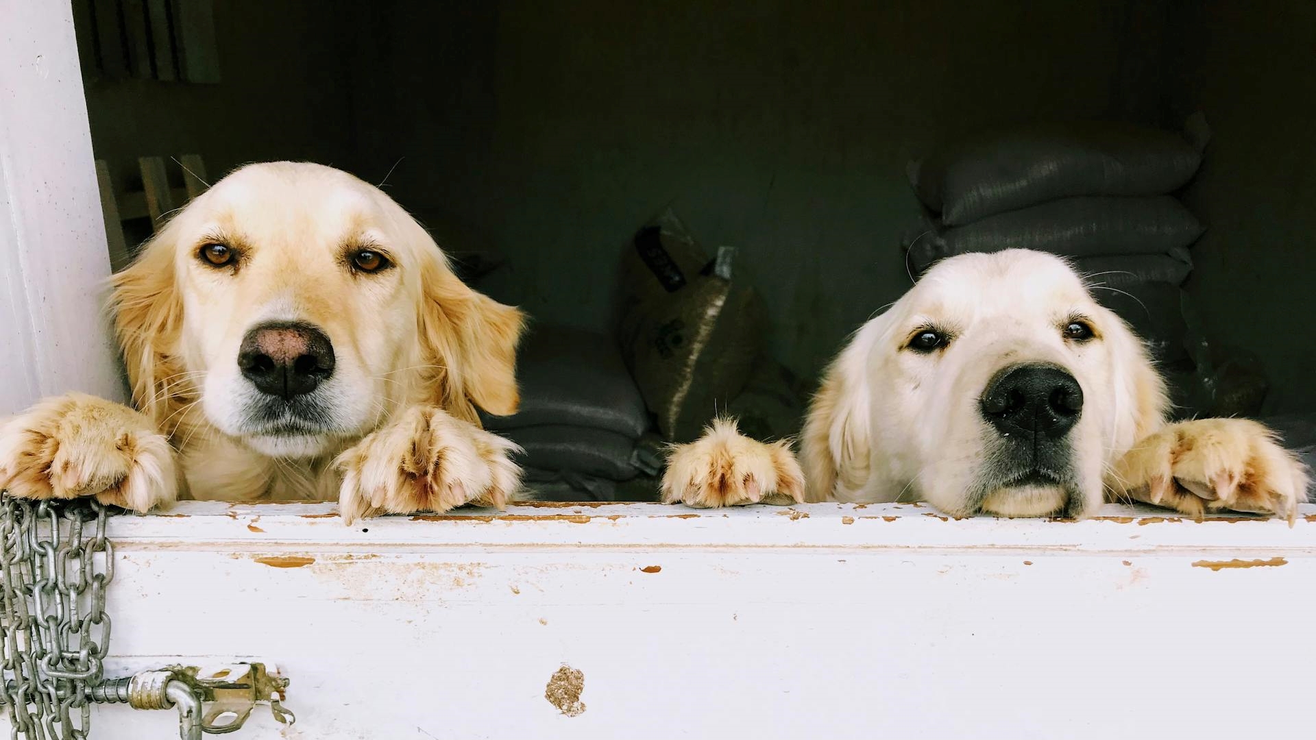 Maior encontro de cachorros do mundo vai tomar as ruas desse país e já tem data para acontecer